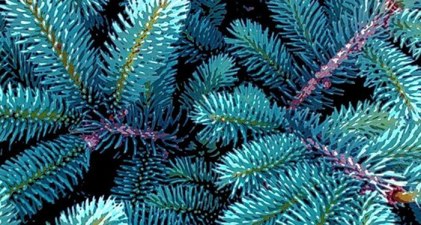 Под самый корешок: в Новороссийске мужчина украл голубую ель с участка соседа