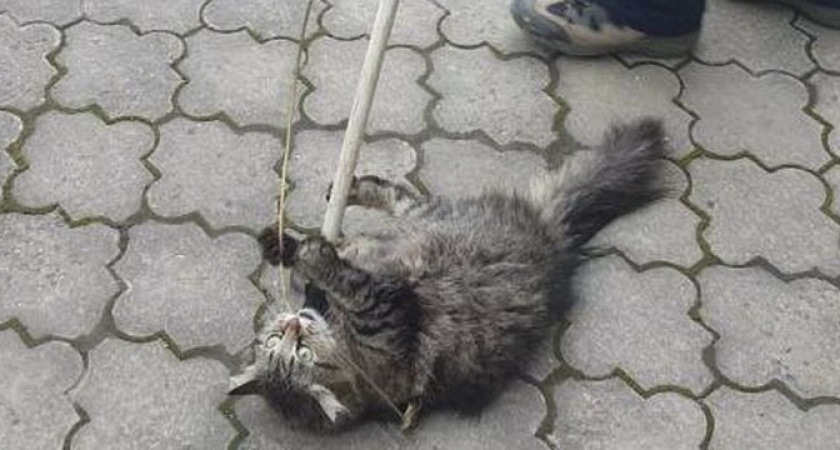 В Новороссийске спасателям пришлось выдворять кота из офисного здания