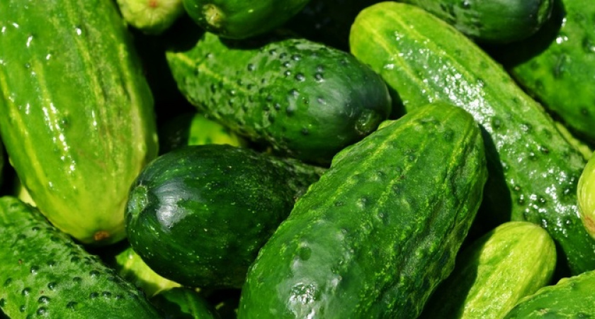 Эти 5 сортов огурцов дают дивный урожай — а плоды большие, мясистые и не горчат