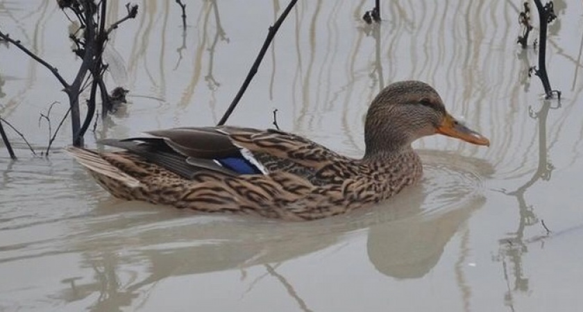  В Новороссийске в Южном районе вместо привычной дороги образовалось озеро с утками