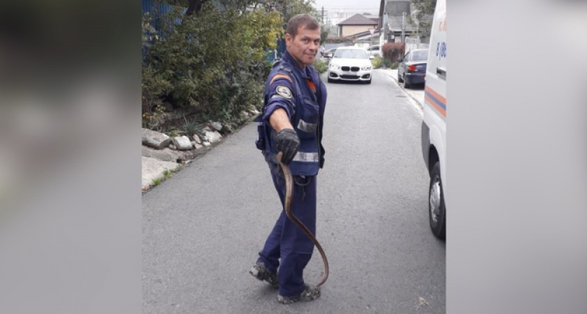 Новороссийские спасатели поймали в частном доме змею