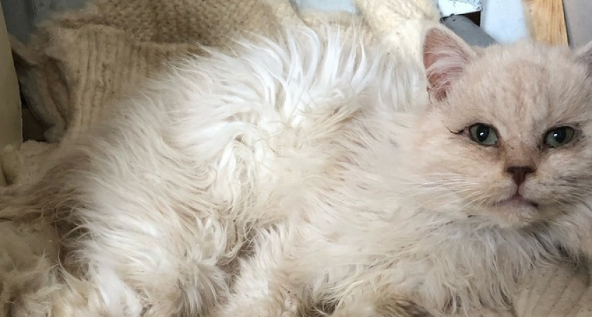 "Тетю Любу знают все!": бывшей работнице птичьего рынка Новороссийска продолжают подкидывать бездомных животных, нужна помощь на корм