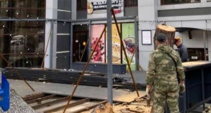 «Неужели ради установки киоска?»: в Новороссийске на входе в парк Фрунзе вырубили многолетнюю сосну