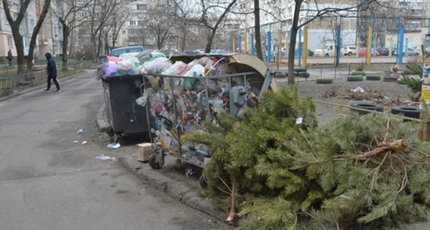 Новогодние елки будут отправлять на переработку в Новороссийске