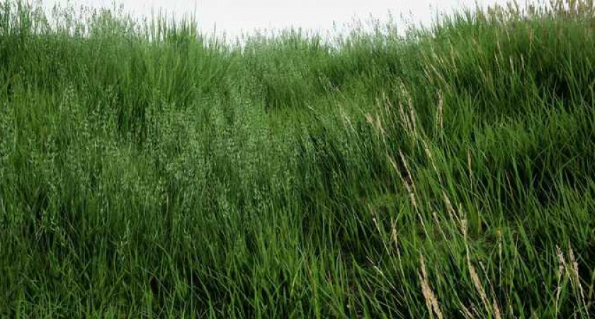 «Примите меры!» - дети теряются в траве на территории новороссийского ЖК