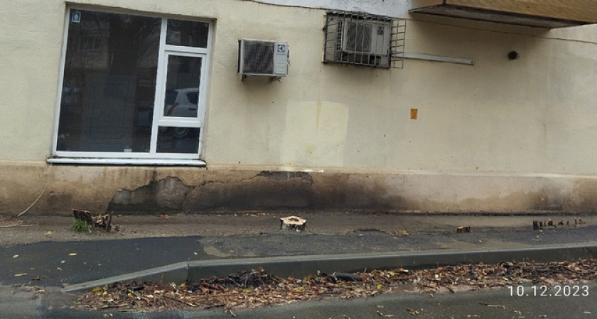 В Новороссийске возле соцзащиты вырубили деревья и кустарники