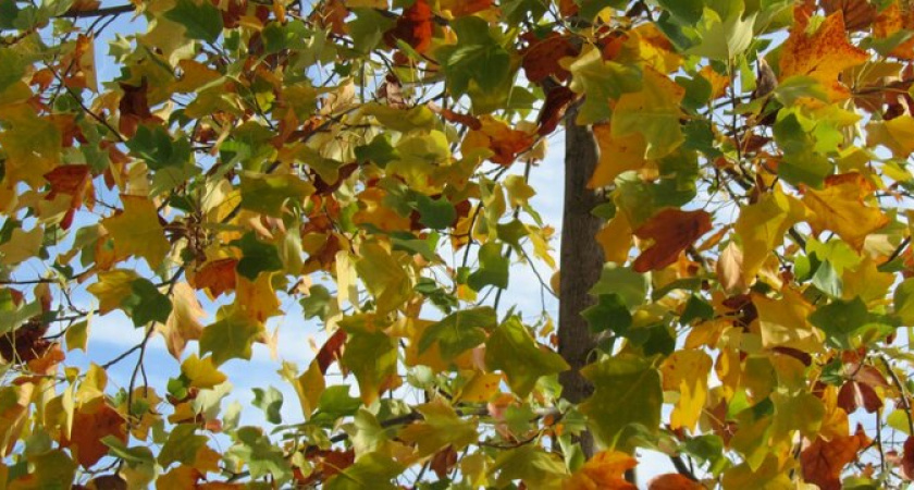 Аномальная жара: до +26 градусов прогреется воздух в Краснодарском крае в последние выходные октября