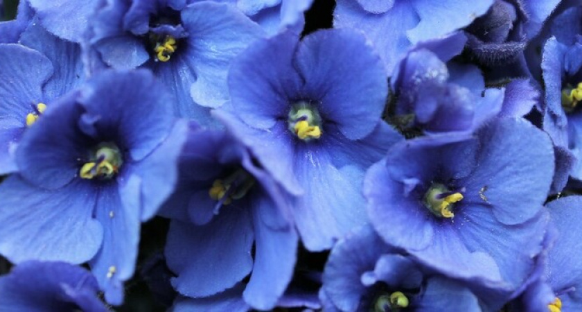 Сразу по 5 бутонов в день: нужно полить этой водой фиалку