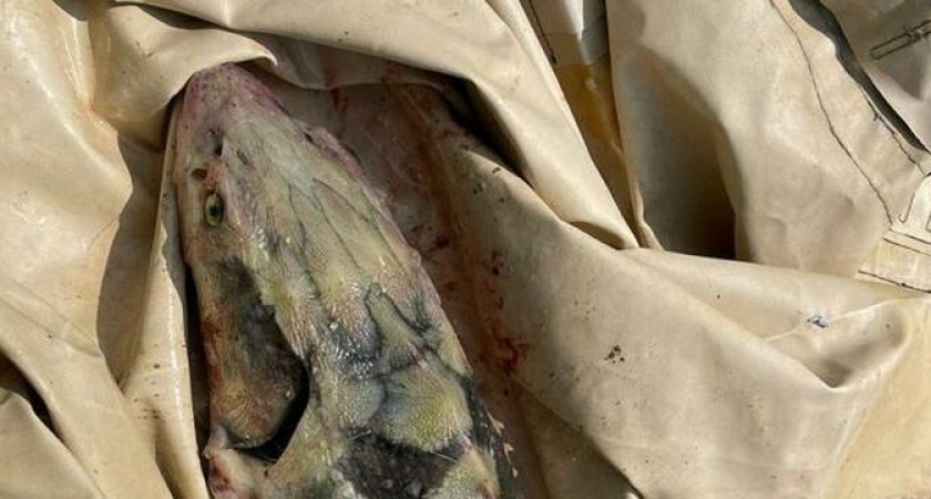 В Темрюкском районе браконьер поймал сетями одного краснокнижного осетра и 98 камбал