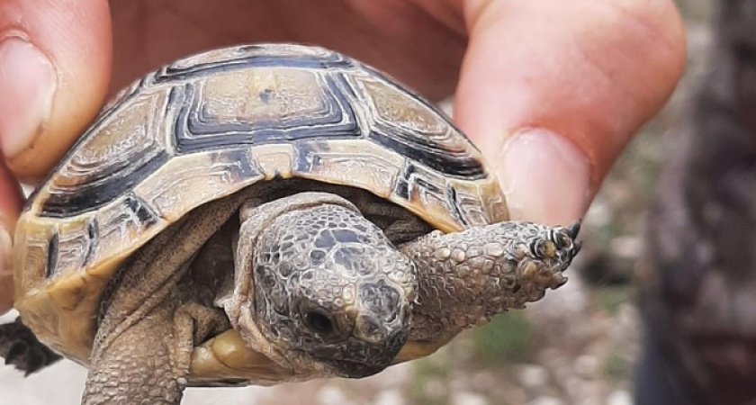 В Новороссийске скоро появится еще одна особо охраняемая природная территория - «Восточно-Натухаевский лес»
