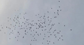 "Таинственное явление!": мурмурацию ворон сняли в Новороссийске