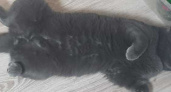 Кот Миша из Новороссийска, за которого предлагали 20 тысяч рублей, вернулся домой. Девушка, нашедшая его, наотрез отказалась от полной суммы вознаграждения