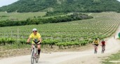 На виноградниках в Абрау-Дюрсо пройдет массовый велозаезд