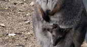 В парке живой природы под Новороссийском подрастает кенгуренок