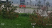 В  Новороссийске массово желтеют хвойные деревья