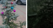 «Дерево как будто плакало!»: в Новороссийске вандалы сломали молодую елочку
