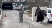 "Она с лаем кинулась на нас!": новороссиец натравил собаку на женщину с ребенком