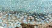 "Не вода, а кисель!": море под Анапой заполонили тысячи медуз