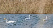 В Новороссийск на зимовку прилетели лебеди 