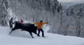 Коррида на Красной Поляне: на склоне горнолыжного курорта «Роза Хутор» порезвился бык