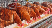 Почему в Новороссийске подорожала курятина? 