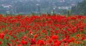Под Новороссийском расцвело маковое поле: как добраться, чтобы сделать шикарные фото
