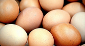 Названы 2 главных отличия турецких яиц от российских: это не вкус и цена