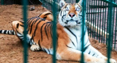 История со счастливым концом: ослепшая тигрица Аврора сумела адаптироваться в «Доме тигра» в Ленинградской области – научилась ориентироваться и даже «узнавать» людей