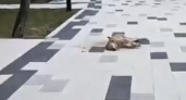 Слабонервным не смотреть: в Кабардинке травят собак средь бела дня