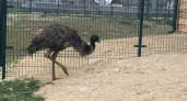 Спасенному в горах Новороссийска страусу Дусе подыщут пару