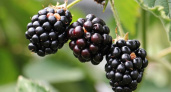 30 кг с куста: дачники обожают этот сорт ежевики