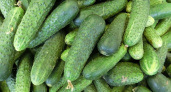 Пол-литра на куст: огурцы попрут без желтизны