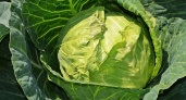 Жирные гусеницы перестанут кормиться вашей капустой: это средство используют ушлые садоводы 