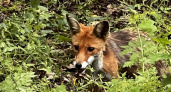 Новороссийская киностудия НОВОРОСФИЛЬМ создала фильм о лисенке Яше, живущем в заповеднике «Утриш»