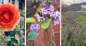 Декабрь порадовал жителей Черноморского побережья душистыми розами и ароматной лавандой: 8 фото южной зимы