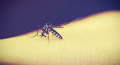 Ученые рассказали, кого чаще всего кусают комары