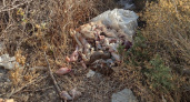 «Там валялись вздувшиеся органы и головы»: в Новороссийске прямо на обочину у дороги разбросали внутренности и части тел животных
