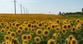 Миллион маленьких солнышек: на полях под Новороссийском зацвели подсолнухи 