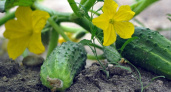 Суперпитание для огурцов: лучшие варианты подкормок на текущий период 
