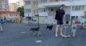 Бродячие собаки нападают на людей на детской площадке в Новороссийске