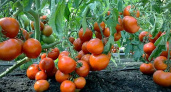 Будете собирать помидоры ведрами! Главное знать один секрет при рассаде