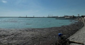 "Настоящее болото!": море в Сочи покрылось черной пленкой, мусором и палками