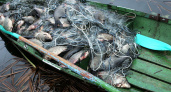 Пятеро браконьеров выловили 2940 единиц пиленгаса, судака и камбалы на два миллиона рублей