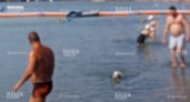 «Купают собак рядом с детьми!»: новороссийцы приводят своих четвероногих друзей освежиться на общественные пляжи