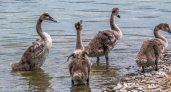 Птенцы лебедей учатся летать на Суджукской косе в Новороссийске: трогательные фото