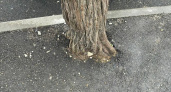 В Новороссийске многолетнее дерево закатали в асфальт: оно может погибнуть