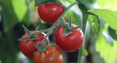 Разлетится на раз-два: из самых дешевых томатов получится наивкуснейшая закуска