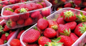 В Новороссийске клубника подешевела в четыре раза, но не факт, что надолго
