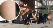 "Скоро любая собака будет восприниматься как угроза жизни!": в Новороссийске бродячие собаки покусали ребенка