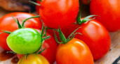 Помидорам - только лучшее: возможности применения нашатырного спирта 